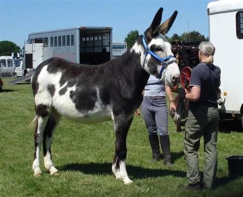 Rescued Donkeys & Special Needs Donkeys We are located in "Kentucky" This page contains rescue donkeys as well as special needs donkeys - most are considered rescues and are offered for adoption. . Guard donkeys for sale near me